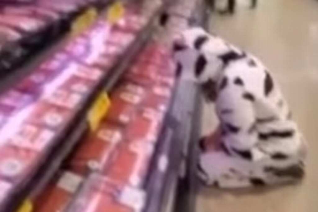 Imagen Vegana se viste de vaca y llora frente a sección de carnes (+Video)
