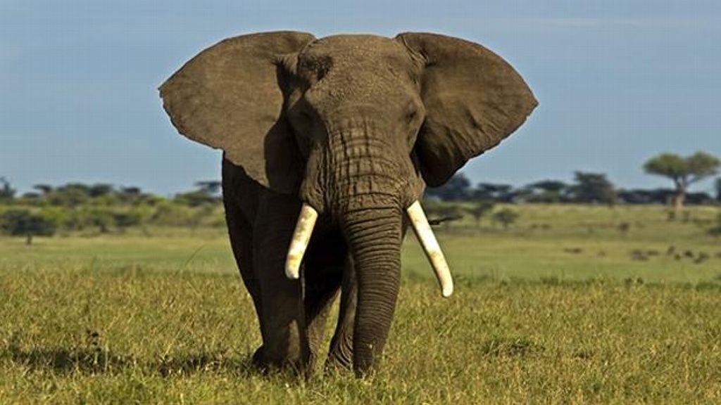 Imagen Elefantes africanos de bosque son aliados contra el cambio climático