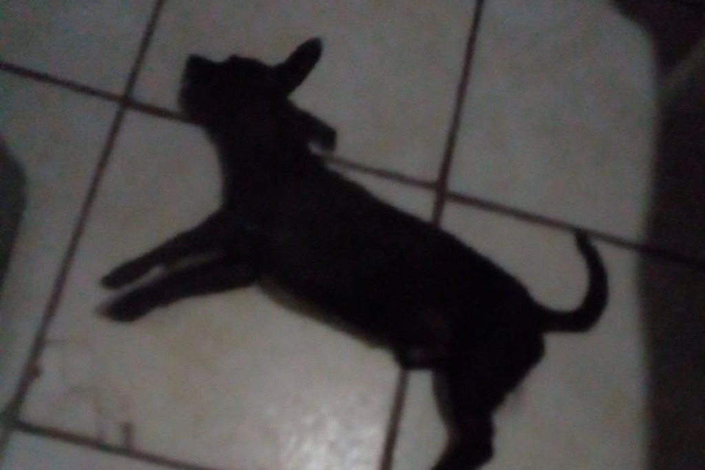Imagen Denuncian envenenamiento de perros y gatos en colonia de Boca del Río, Veracruz