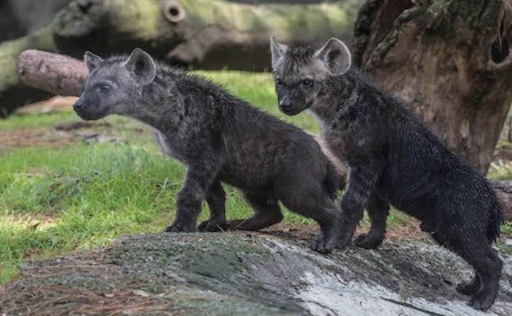 Imagen Nacen hienas moteadas en Zoológico de Chapultepec