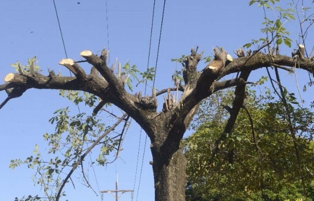 Imponen multa de 7 mil pesos por cortar árbol en Boca del Río - xeu  noticias veracruz