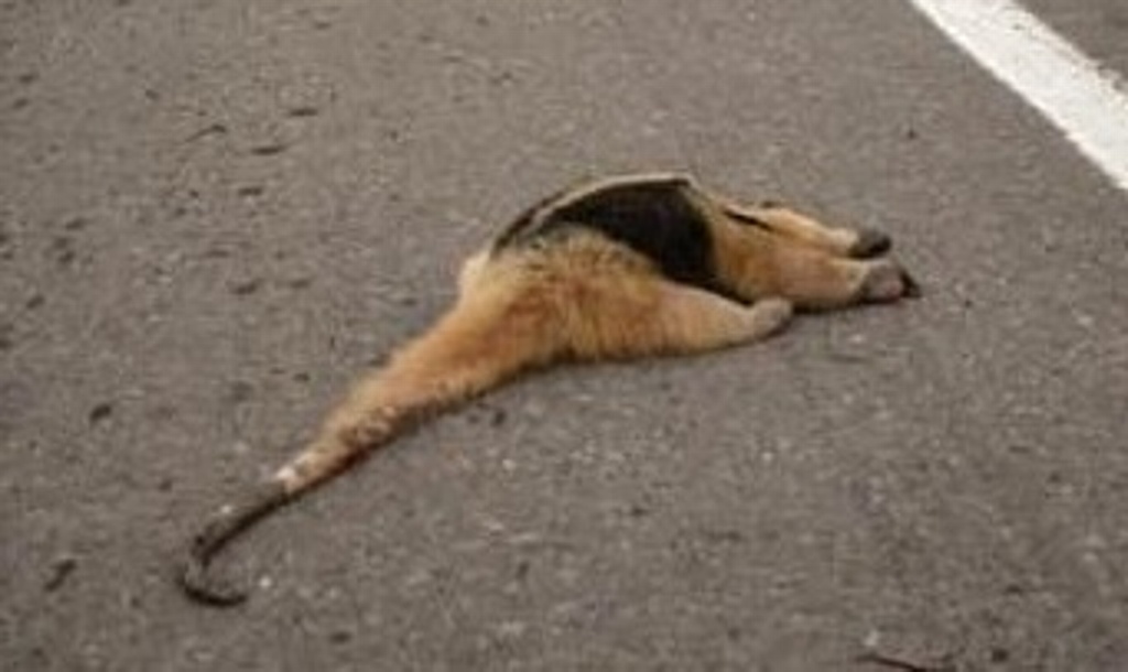 Imagen Se investigará muerte de oso hormiguero en la Riviera Veracruzana, en Alvarado, Veracruz