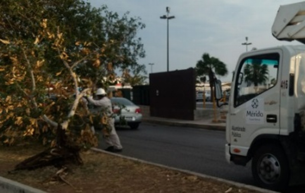Imagen Fuertes lluvias provocan apagones y caída de árboles en Mérida, Yucatán