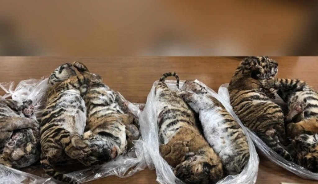 Imagen Encuentran 7 tigres 'bebés' congelados dentro de auto