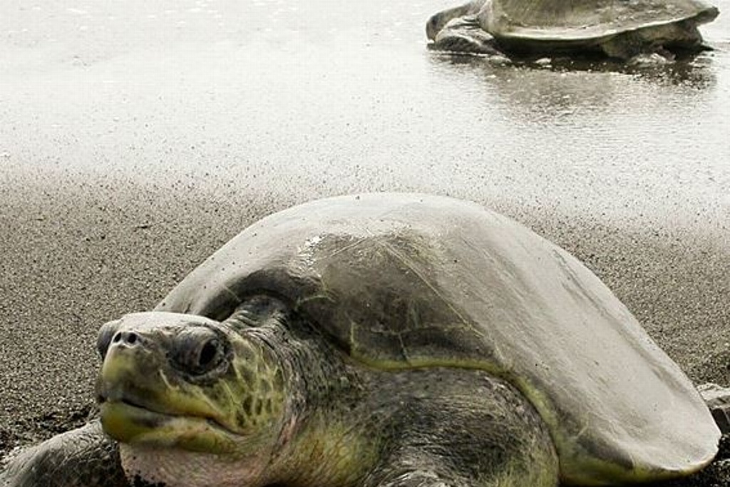 Imagen Alertan veterinarios que tortugas podrían contagiar de salmonela