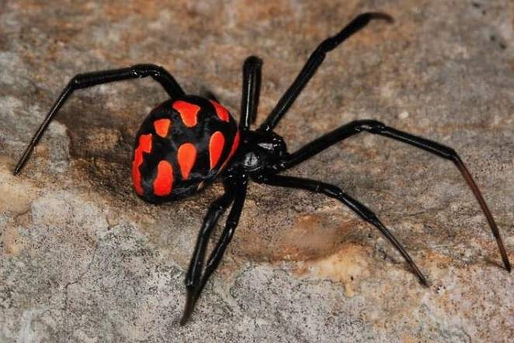 Imagen ¡Cuidado! Detectan proliferación de arañas 