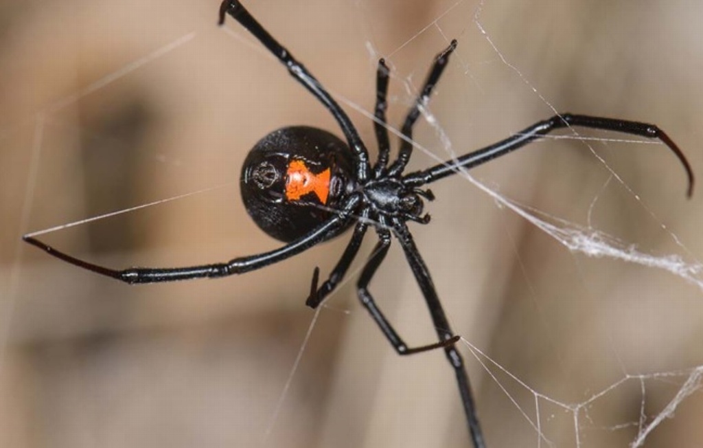 Imagen ¿Sabes qué hacer si te muerde una araña 'viuda negra' o 'violinista'?