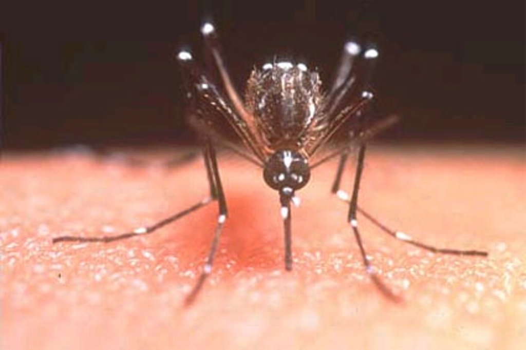 Imagen Filipinas declara epidemia nacional de dengue; van 622 muertos