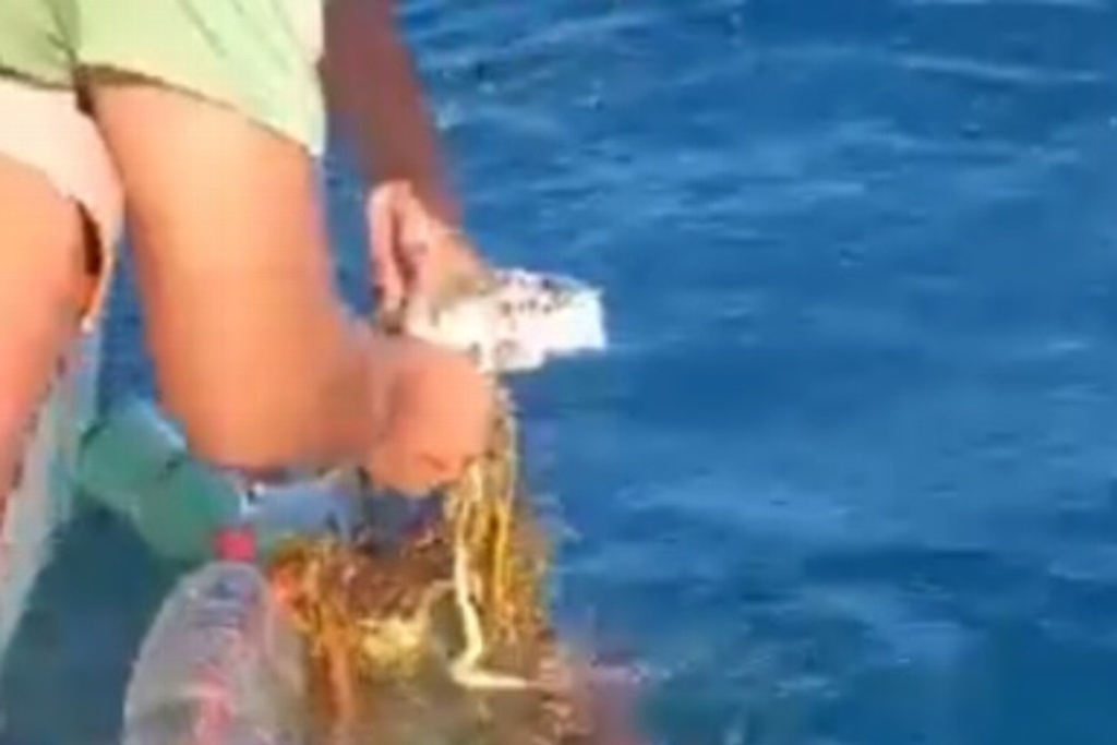 Imagen Tortuga se enreda con basura del mar y pierde su aleta al ser liberada (+video)