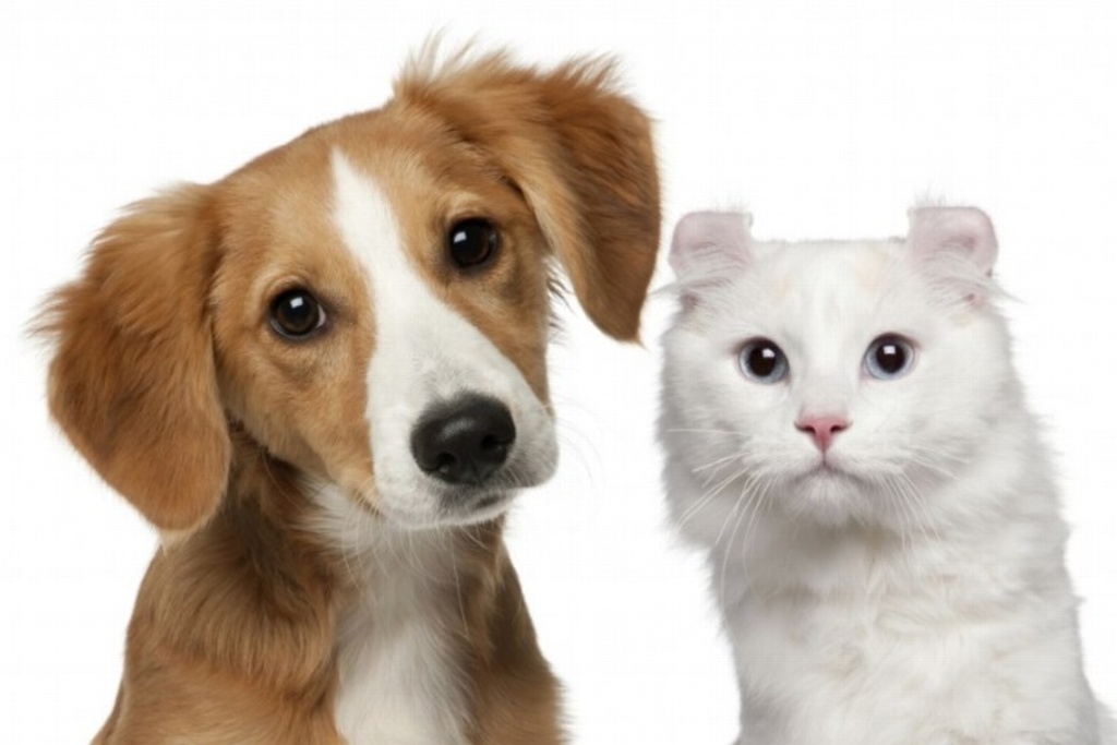 Imagen Besar mascotas provoca riesgos de salud, advierte especialista