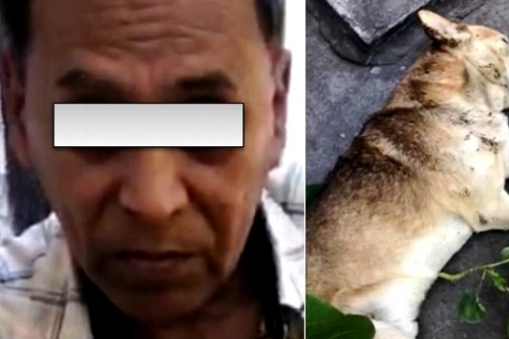 Imagen Vinculan a proceso a presunto agresor de perro “Viejito Lindo”, en Veracruz