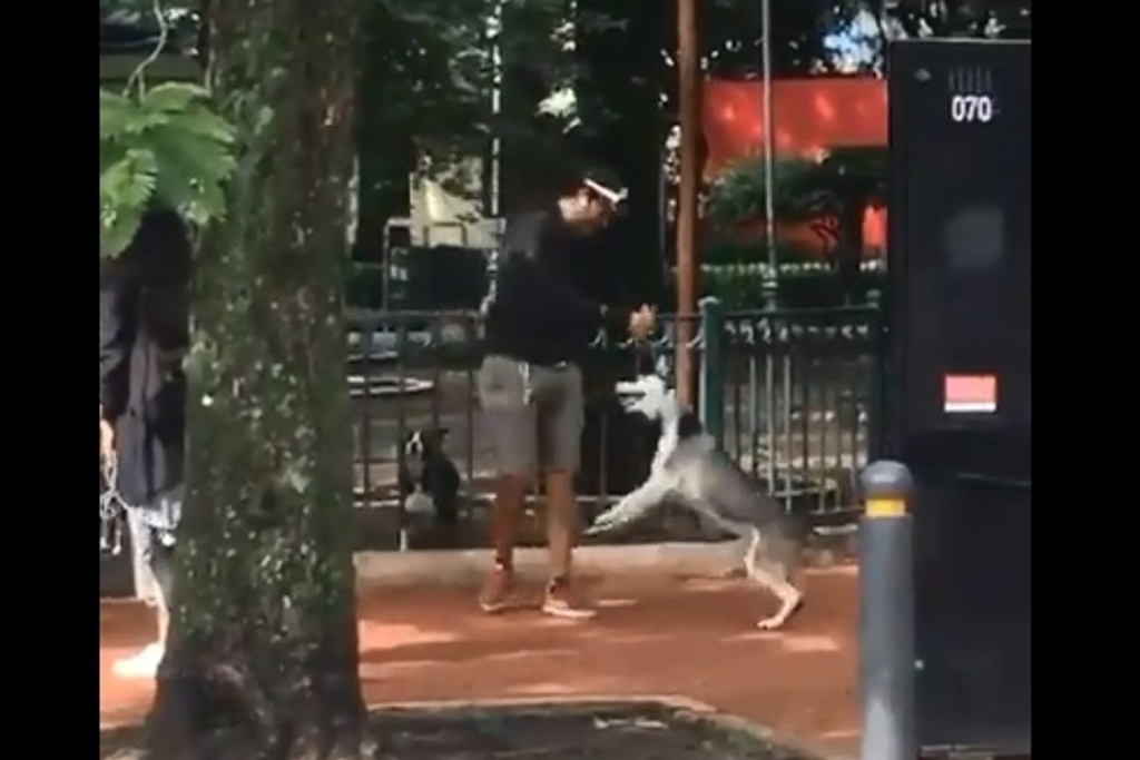 Imagen Supuesto entrenador asfixia a perro raza husky hasta desmayarlo (+video)