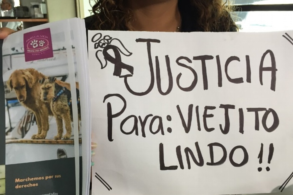 Imagen Hay 12 denuncias por maltrato animal en Veracruz