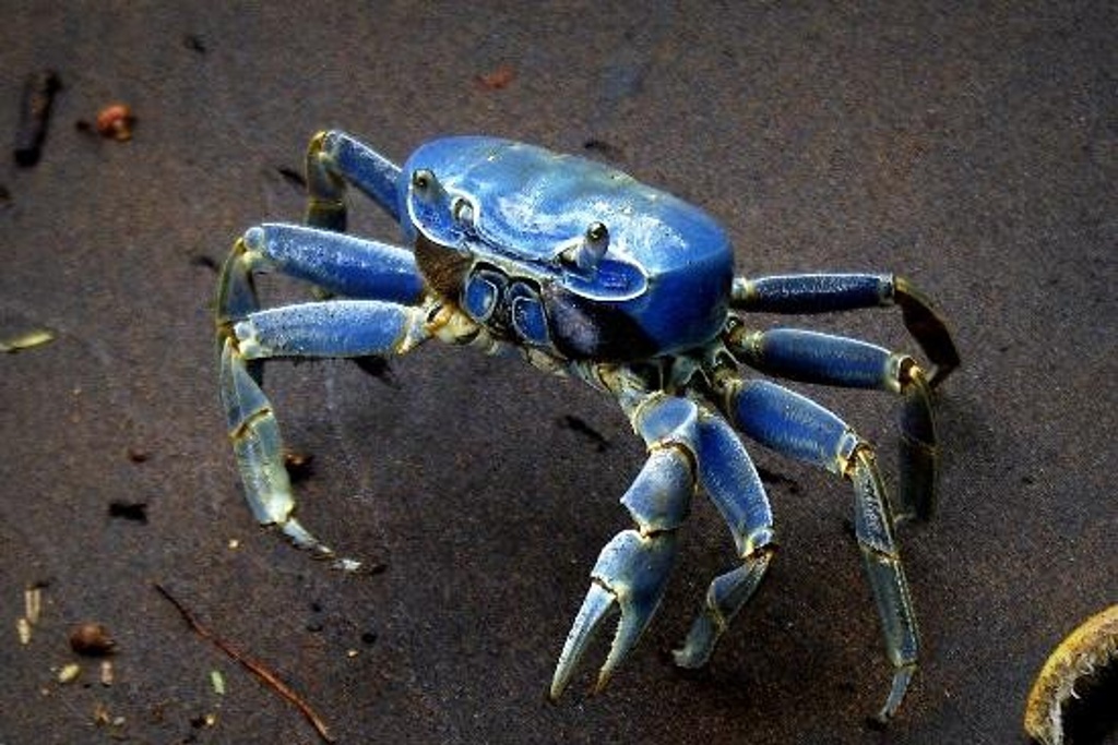Imagen Prohibido capturar cangrejo azul los próximos 45 días
