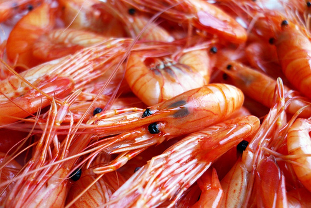 Imagen Amplía Sader veda de camarón en el Golfo de México y mar Caribe