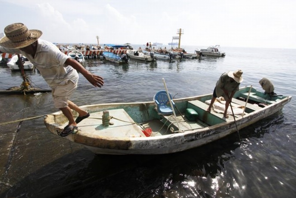 Imagen Levantan la veda del robalo, pero inicia la del pulpo y camarón en Veracruz