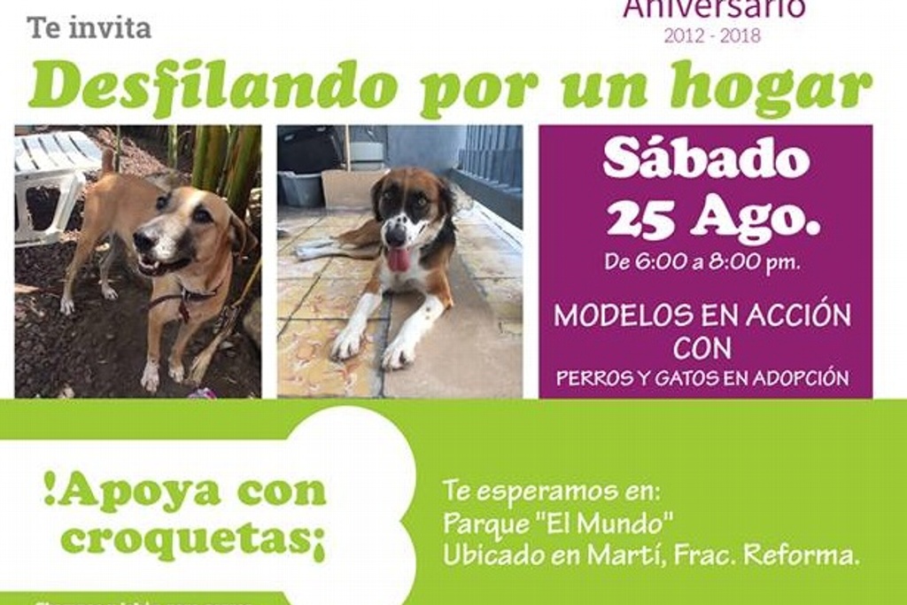 Imagen Invitan a adoptar perros y gatos rescatados en Veracruz en 