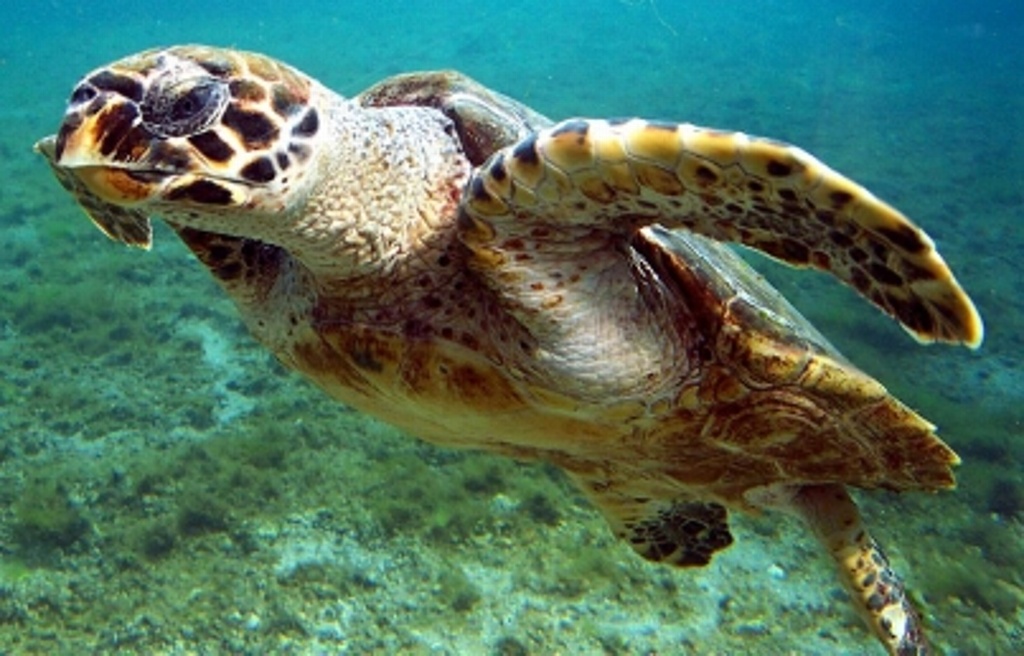 Imagen Extraen ADN de tortugas carey para detener comercio ilegal