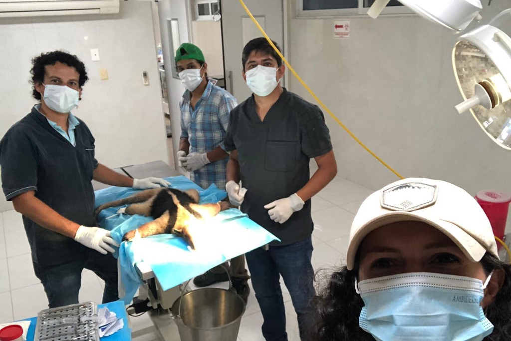 Imagen Salvan a osa hormiguera herida en Alvarado, Veracruz; ya suman 11 rescates (fotos)