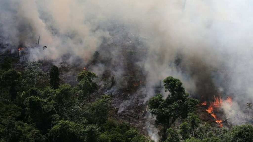 Imagen Deforestación y cambio clímatico entre las causas de incendio en el Amazonas: Biólogo