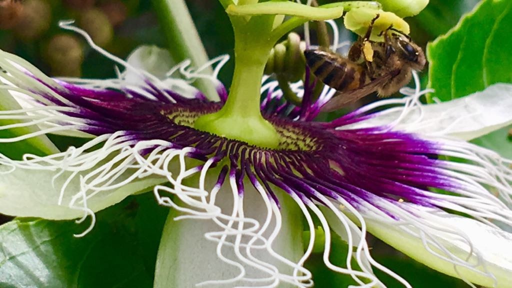 Imagen Si las abejas desaparecen, la humanidad empezaría a colapsar: Apicultora