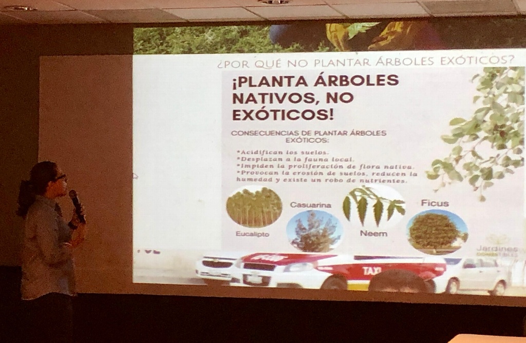 Imagen ¿Sabes qué árboles son adecuados plantar en la zona conurbada?