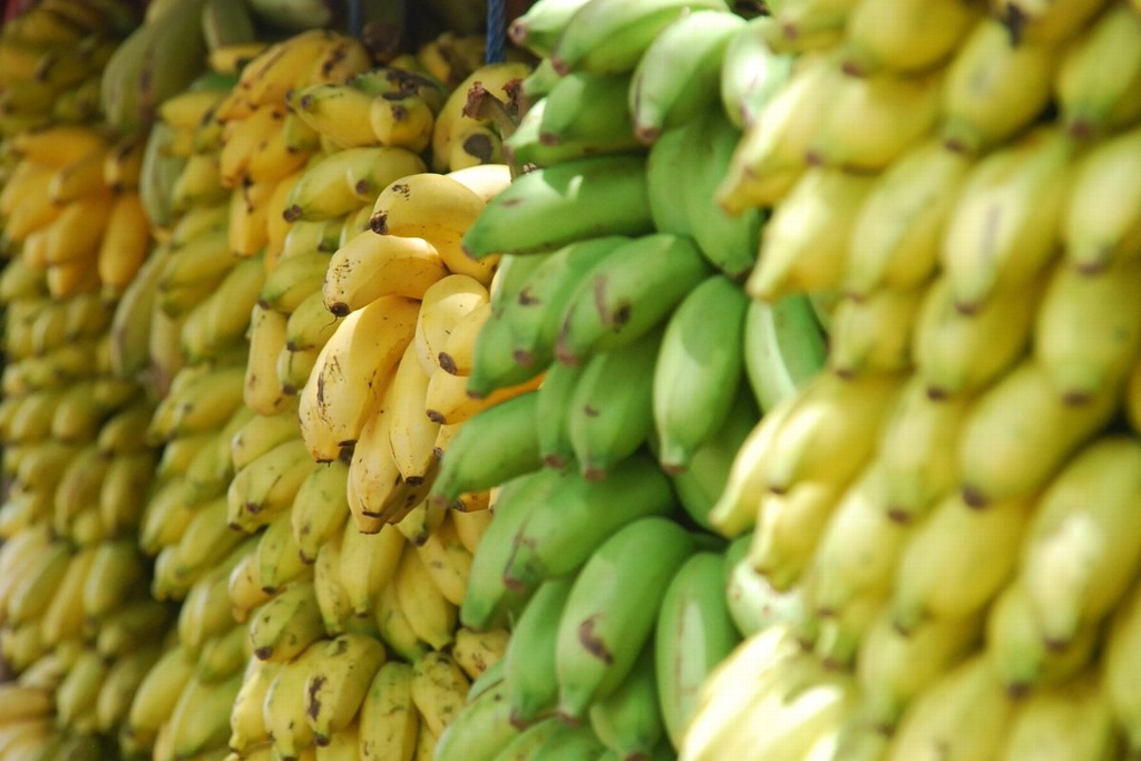Imagen Descubren sustancia en los plátanos que ayudaría a combatir el VIH
