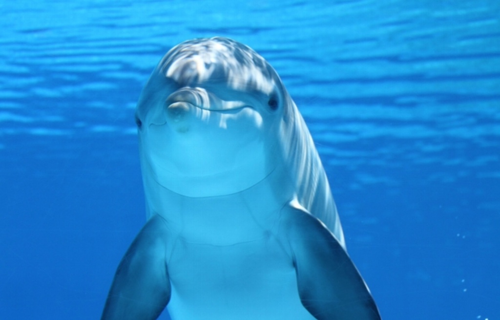 Imagen “Coctel tóxico” amenaza a la mayor colonia de delfines nariz de botella