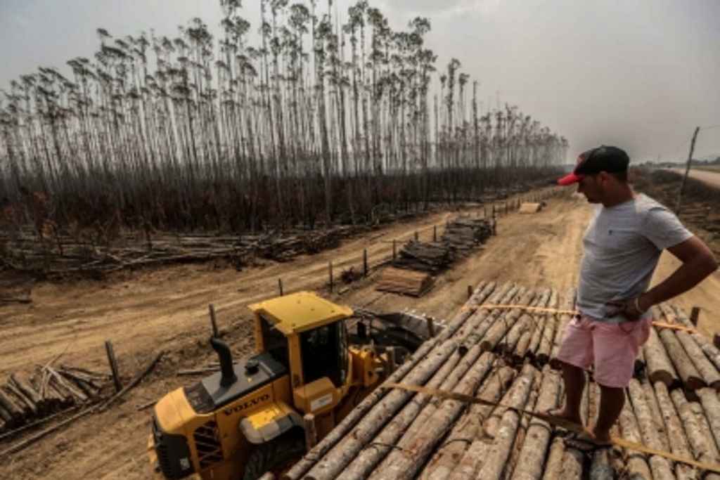Imagen Denuncia ONG que redes criminales están detrás de deforestación en Amazonas
