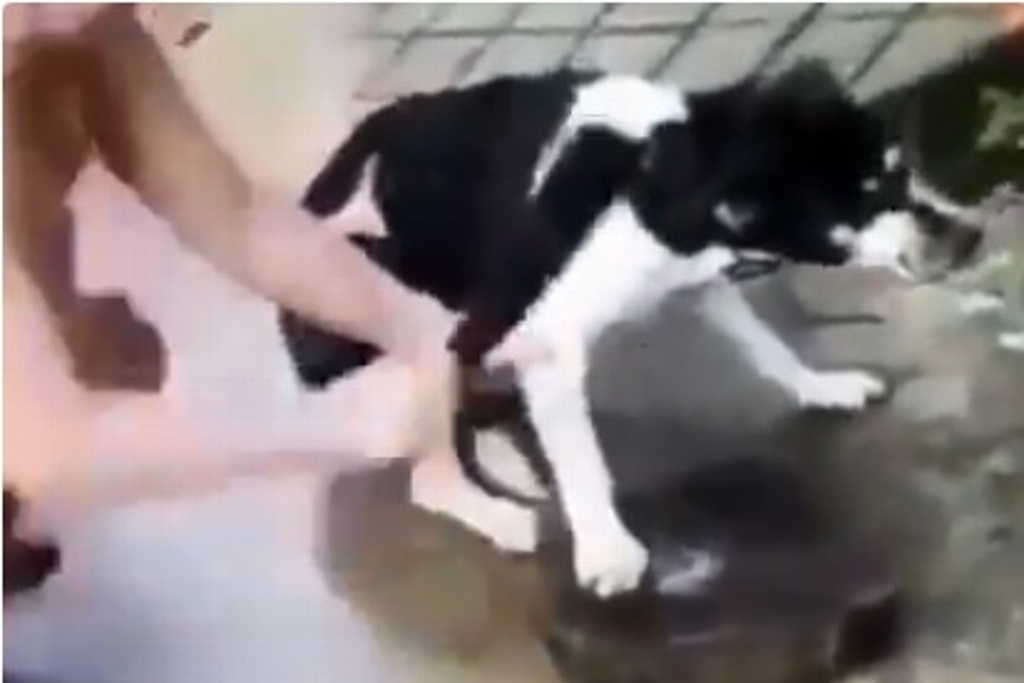 Imagen Corta la pata de su perra con machete por comerse un ave del vecino (+Video)