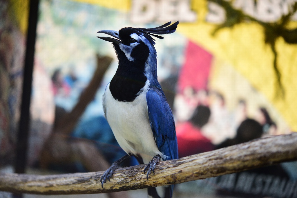 Imagen En peligro de extinción 50 especies de aves nativas de Veracruz