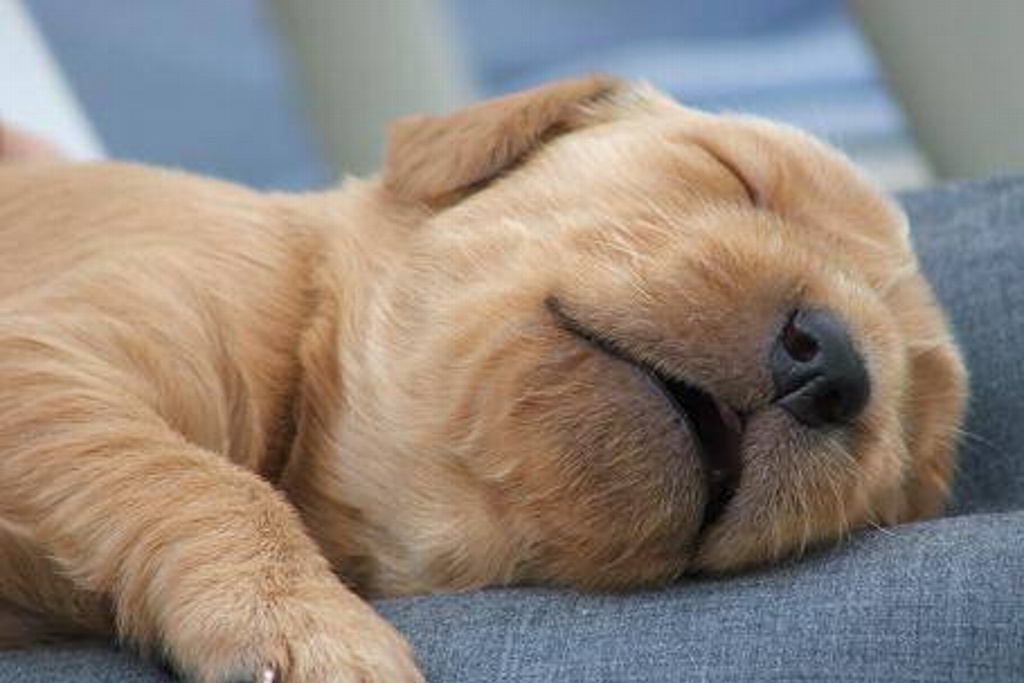 Imagen Confirman especialistas que los perros sueñan con quienes aman cuando duermen