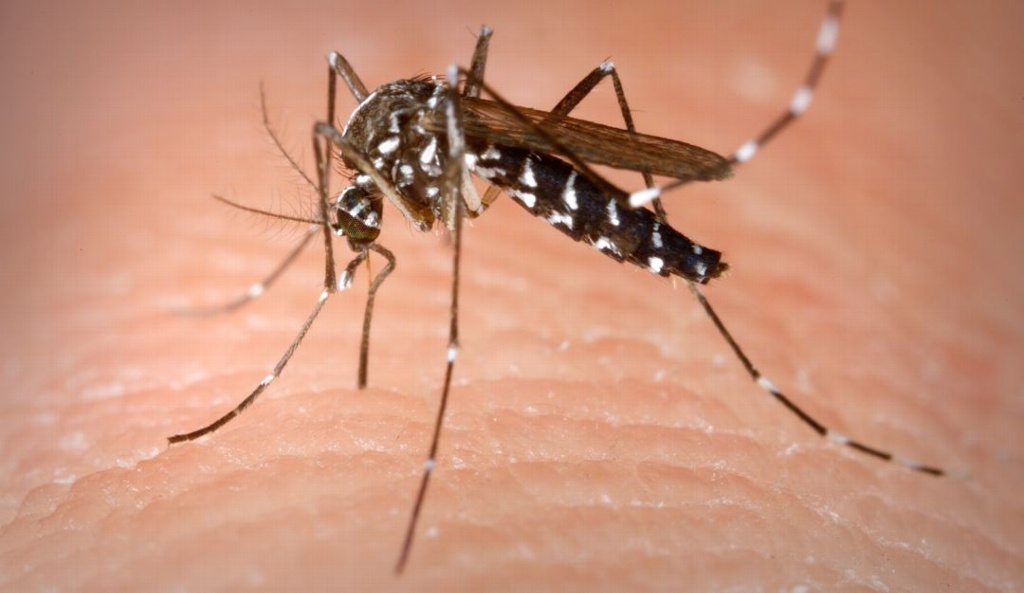 Imagen El Dengue puede causar la muerte y la atención medica oportuna es indispensable: Médicos