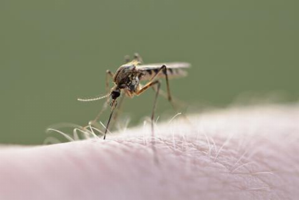 Imagen Mosco del Dengue puede picar hasta a 8 personas por noche: Médico