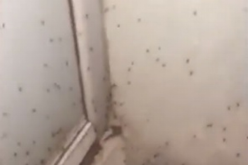 Imagen Reportan invasión de mosquitos en fraccionamiento de Veracruz (+Video)