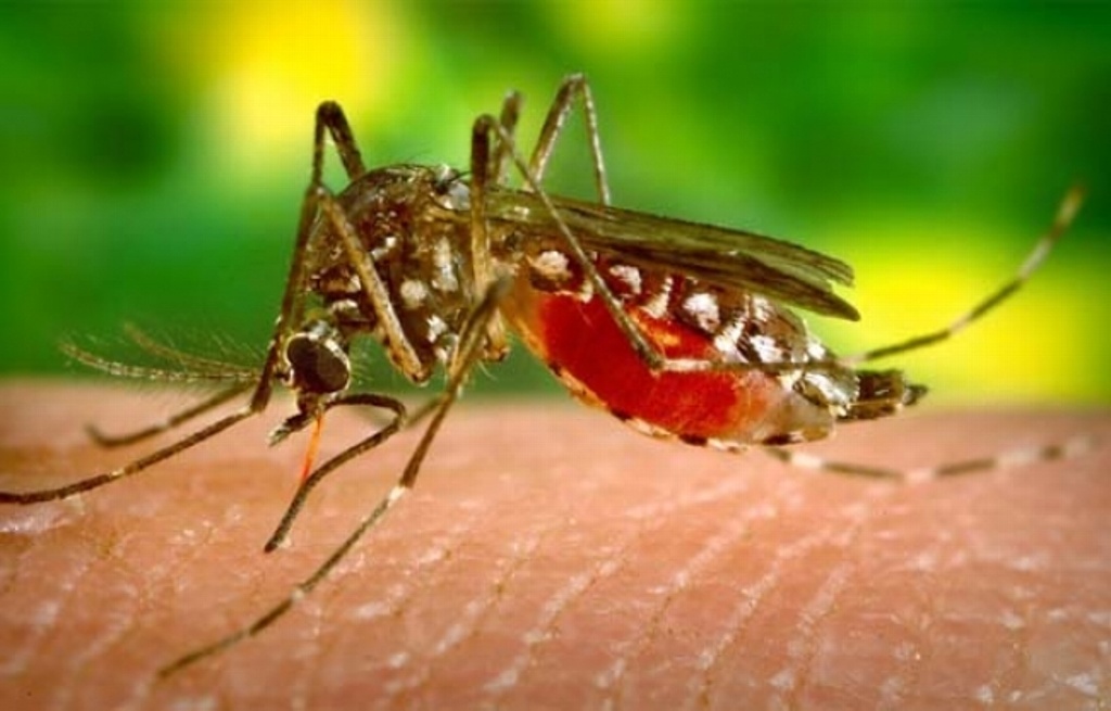Imagen Sólo el gobernador de Veracruz y secretario de Salud pueden hablar sobre el dengue, señala circular