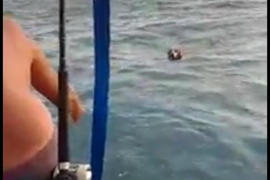 Imagen Perrito es rescatado por pescadores, nadaba solo en medio del mar (video)