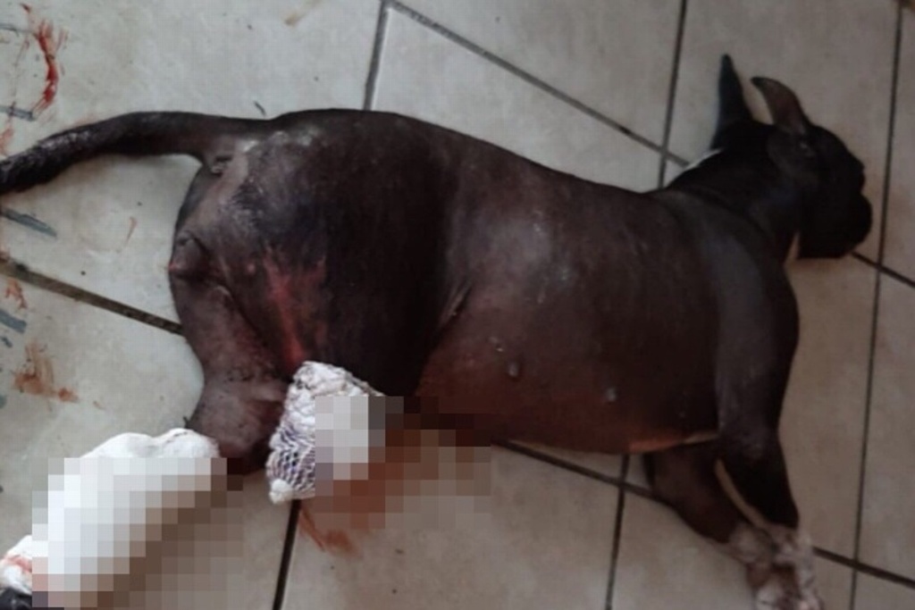 Imagen Denuncian a urbano de Veracruz que atropelló 'a propósito' a perrito callejero