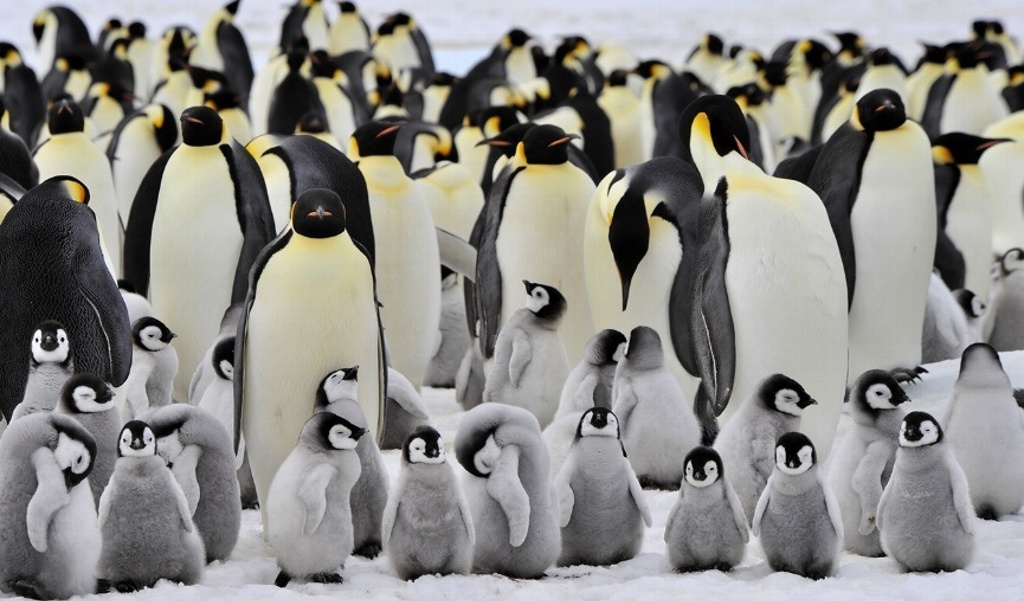 Imagen Advierten riesgo de desaparición de pingüino emperador