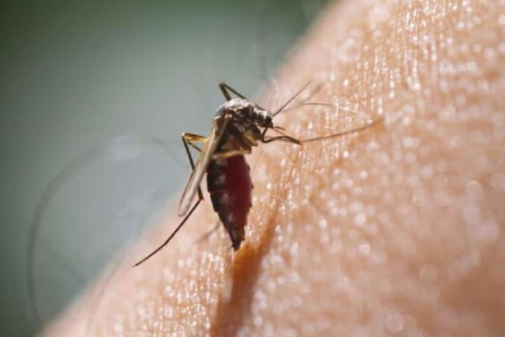 Imagen Revela estudio que cambio climático dispara expansión de dengue