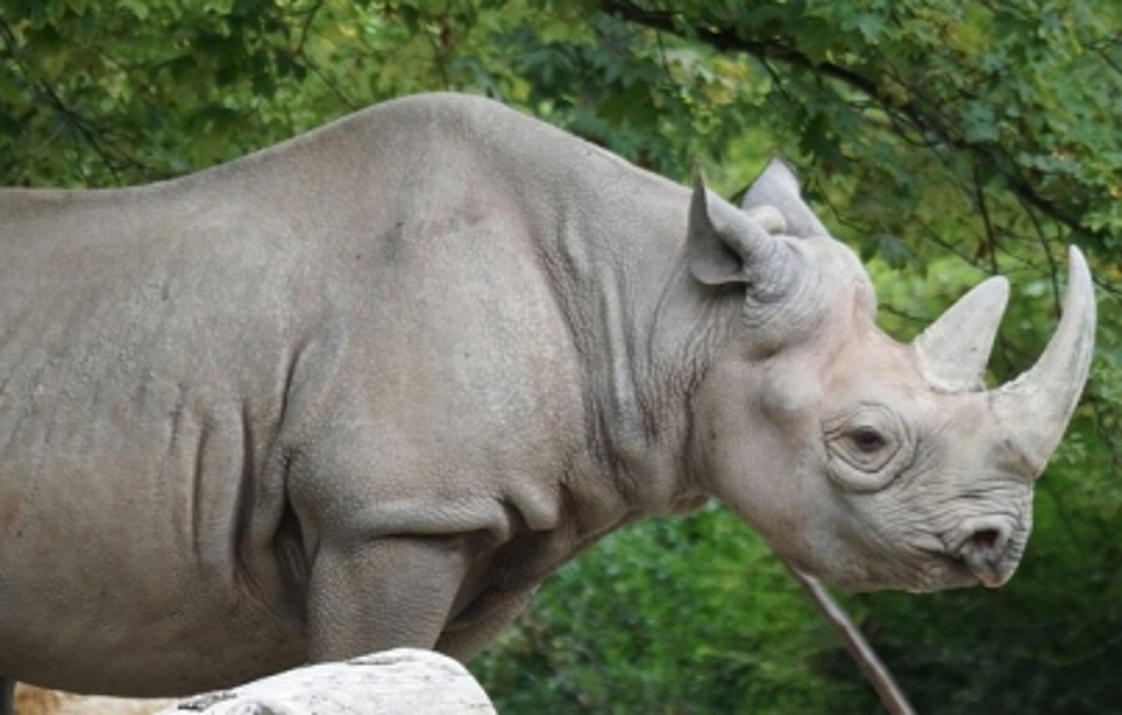 Imagen Ejemplar de rinoceronte negro espera cría en zoológico de Michigan