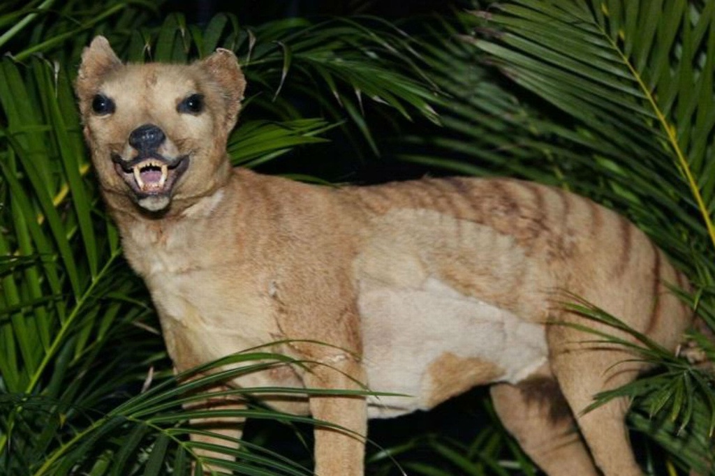 Imagen Reportan avistamientos de Tigre de Tasmania; lo daban por extinto desde 1936