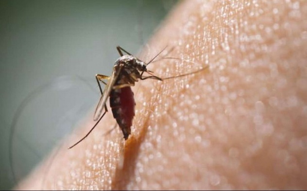 Imagen Con el frío de otoño disminuirá el dengue, pero no desaparecerá: Inecol