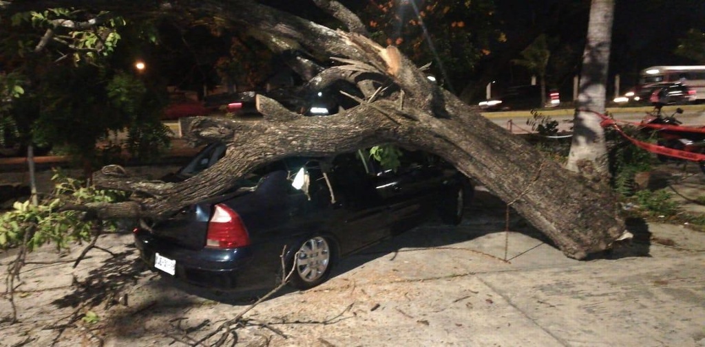Imagen Cae árbol sobre automóvil en Veracruz por fuertes rachas de viento: PC municipal 