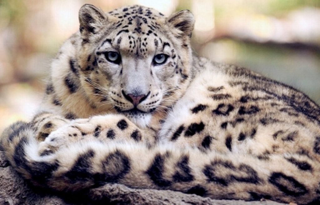 Imagen Leopardo de las nieves, especie asiática en peligro de extinción