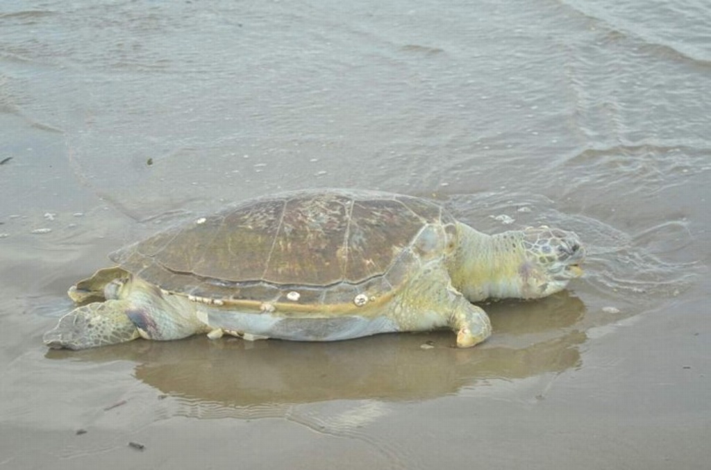 Imagen Reportan 25 tortugas muertas en playas de Coatzacoalcos durante 2019
