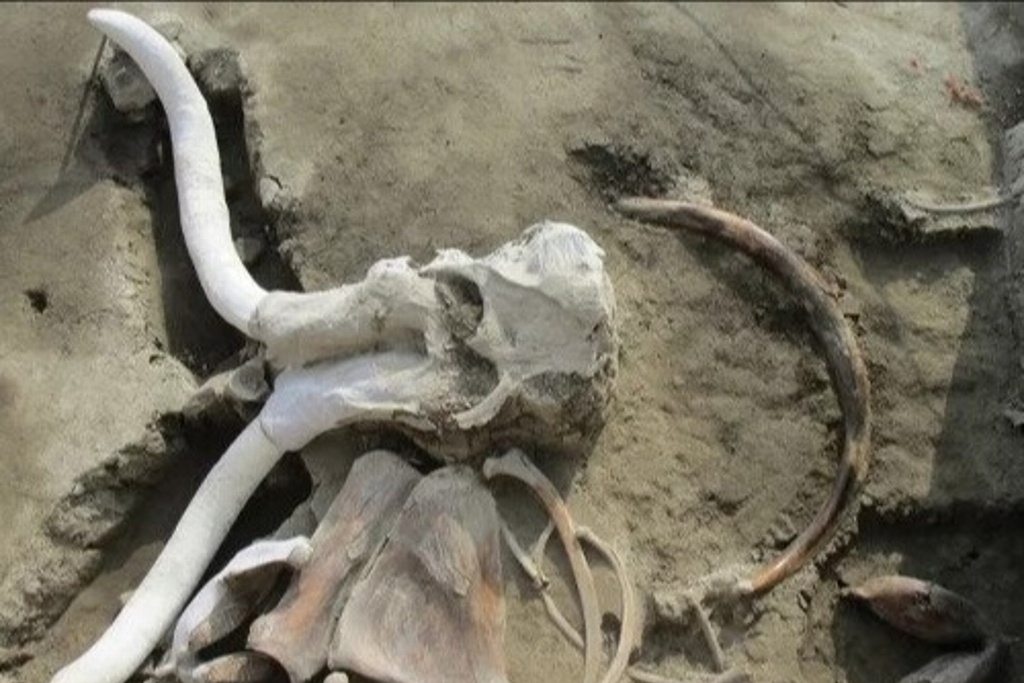 Imagen Encuentran las primeras trampas para mamut en el mundo, en Tultepec