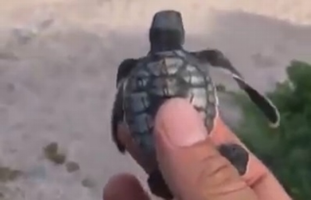 Imagen Salva a tortuga de morir atropellada, la regresa al mar y se la lleva un ave (+Video)