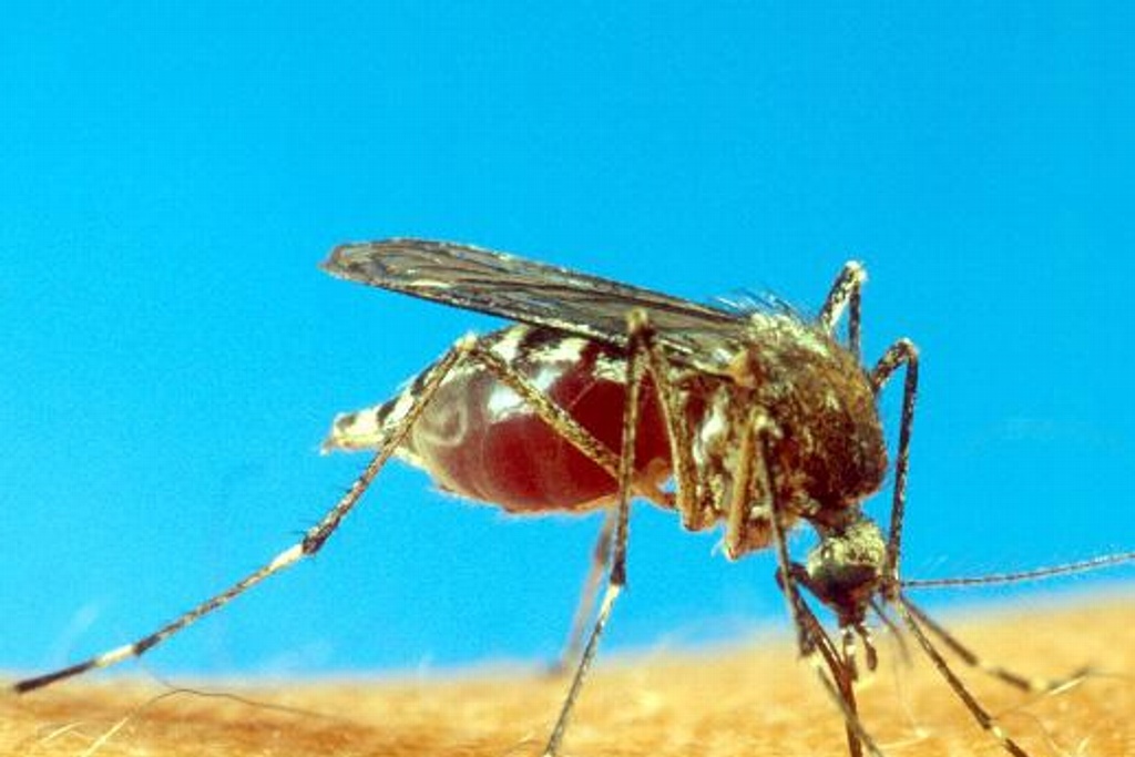 Imagen Detectan el primer caso de transmisión sexual de dengue