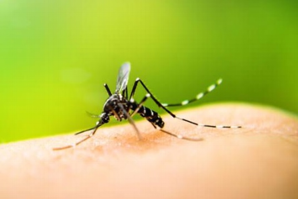 Imagen Faltan estudios para confirmar que dengue sea transmitido sexualmente: Epidemiólogo